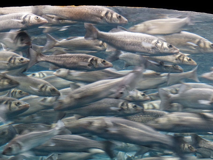 closeup, shoal, gray, Fish, Swarm, Movement, Sardines, aquarium, fish swarm, sardina pilchardus