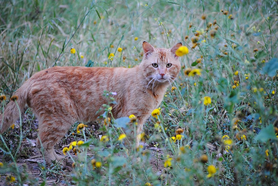 marrón, gato de piel, campo de flores, durante el día, gato de jengibre, gato en flores, flores de primavera de gato, gato, jengibre, mascota