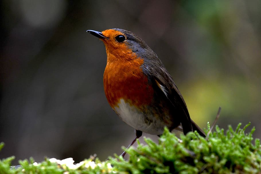 Robin, merah, musim dingin, burung, bulu, hutan, tema binatang, hewan, binatang di alam liar, satwa liar hewan