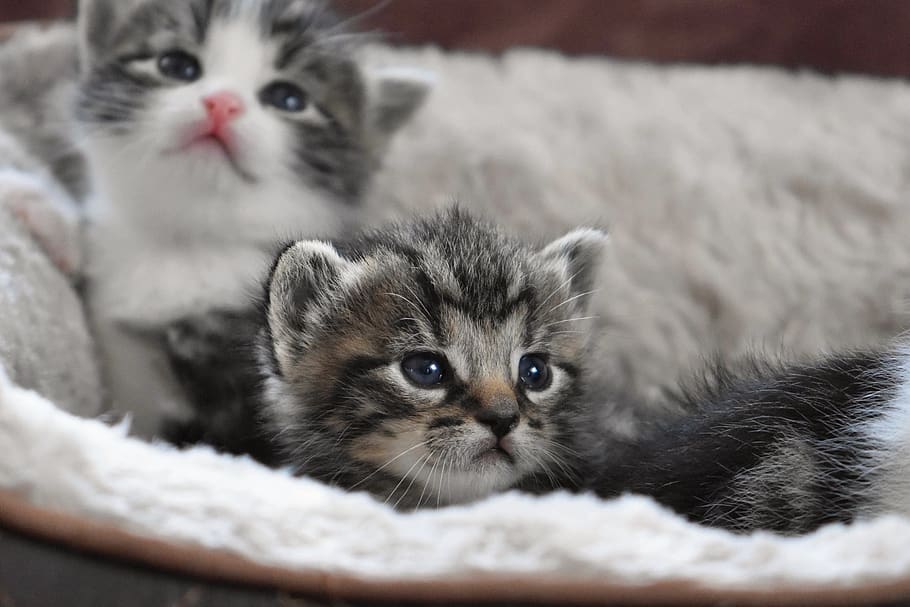 cat baby, kitten, cat, domestic cat, baby cat, pet, cute, sweet, cuddly, fluffy
