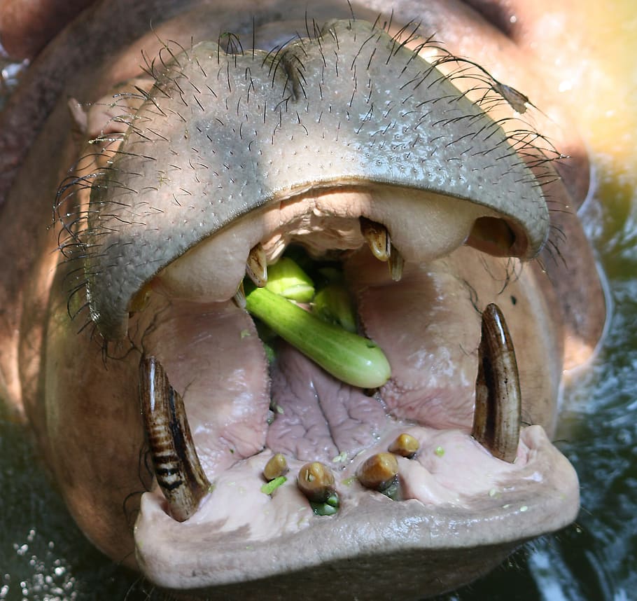 Hippo, Kita, Dental, Sore Throat, the hippo, language, large, beg, hunger, delicacy