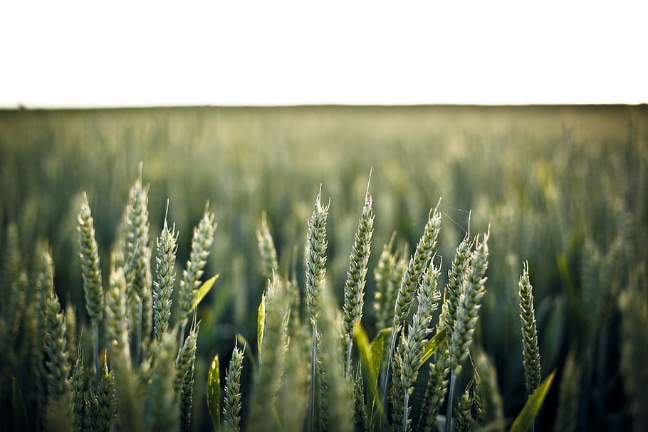 緑, 穀物畑, 浅い, フォーカス写真, 傾き, シフト, レンズ, 写真, 小麦, 穀物