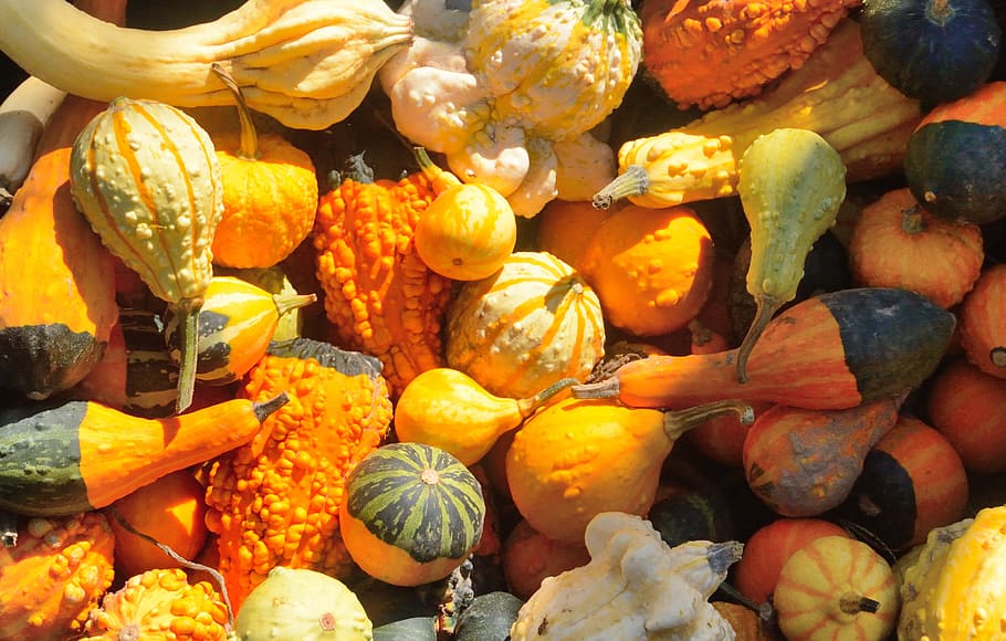 flay, lay, photography, gourd pumpkin lot, squash, pumpkins, autumn, farm, produce, agriculture