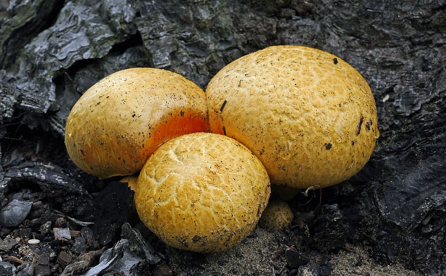 Gymnopilus junonius, Cortinariaceae, three yellow mushrooms, food, food and drink, freshness, healthy eating, close-up, wellbeing, still life