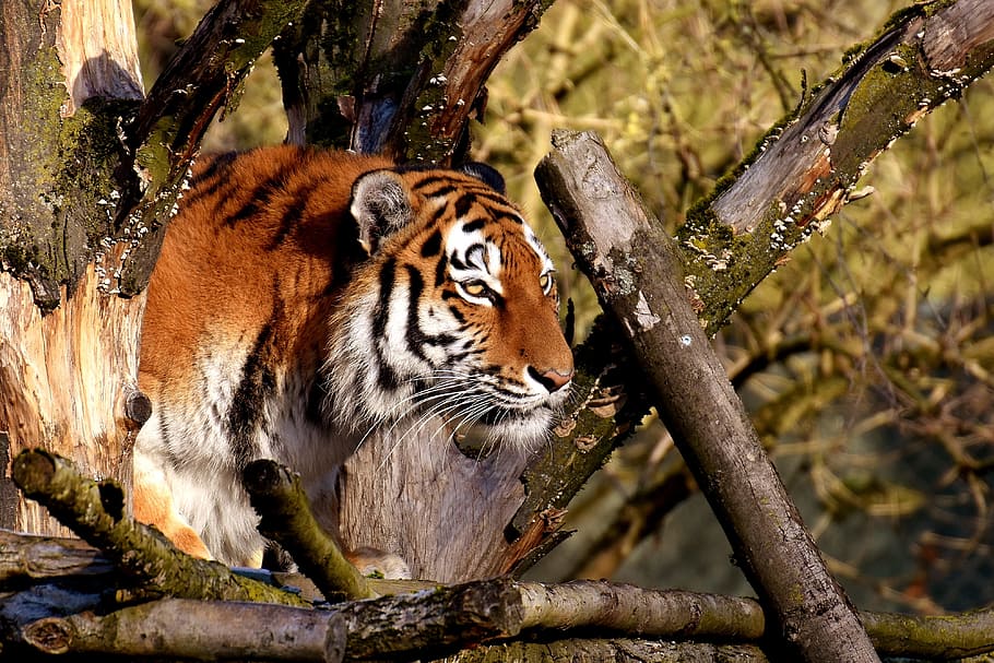 tiger, sitting, brown, wood logs, daytime, predator, fur, beautiful, dangerous, cat