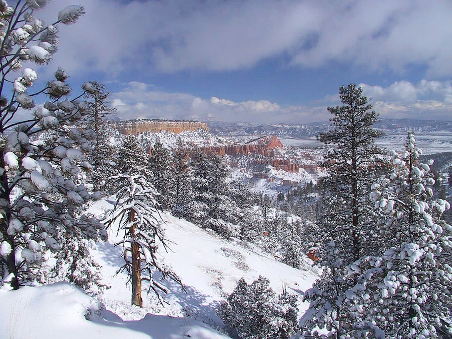 fir forests landscape, bryce canyon, national, park, Fir, Forests, landscape, Bryce Canyon National Park, Utah, fir forests