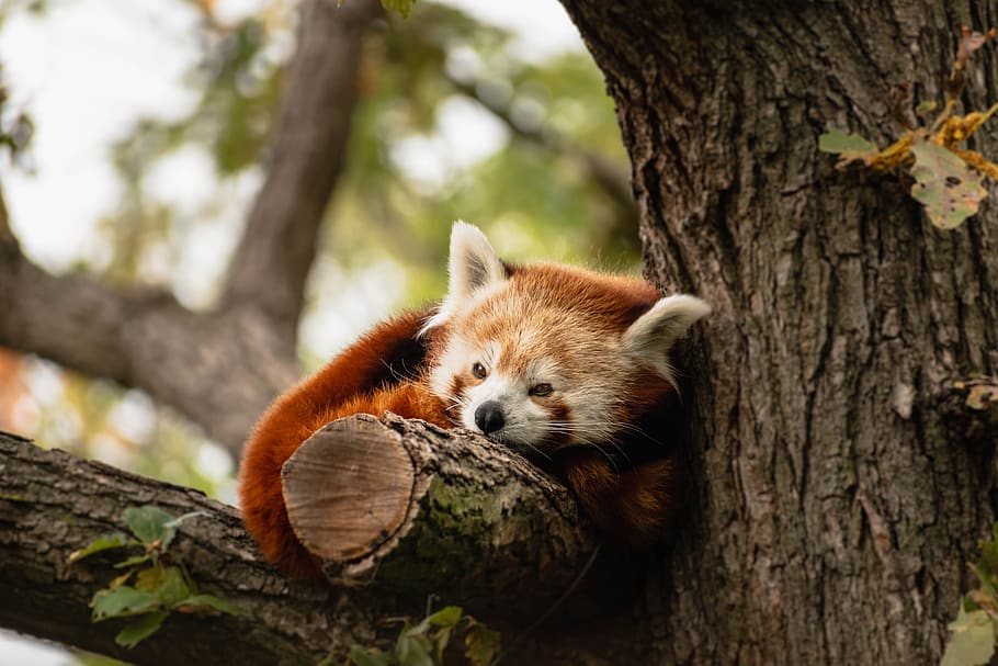 animal, panda, red panda, bear, zoo, nature, laziness, drowsiness, sleep, fur