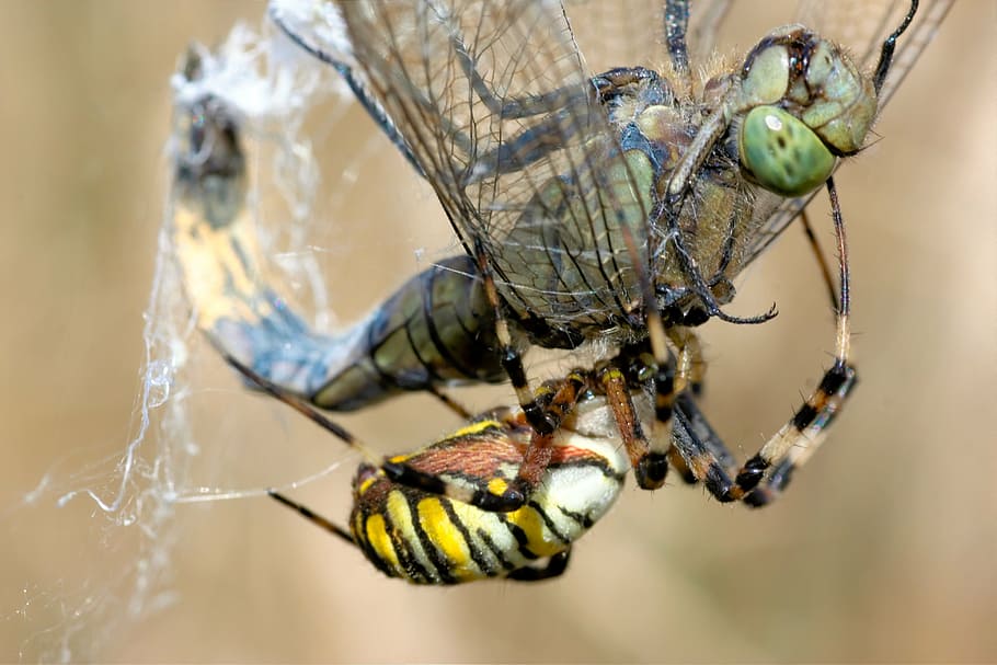 dragonfly, spider, wasp spider, network, fight, caught, insect, invertebrate, close-up, one animal
