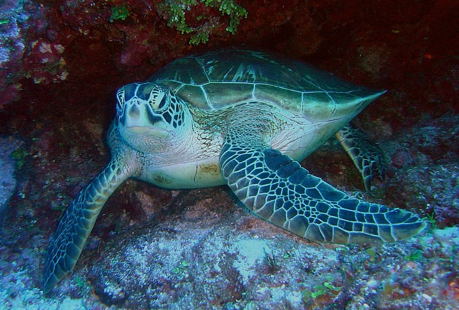 tartaruga verde, mar, oceano, água, subaquática, vida marinha, close-up, tartaruga, recife, natureza