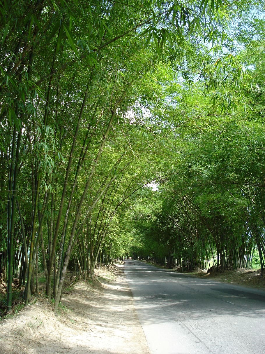 avenida, carretera, ambiente jamaicano, árbol, planta, dirección, el camino a seguir, crecimiento, transporte, color verde