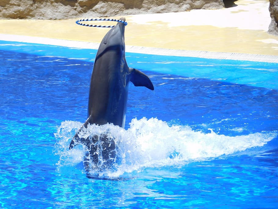 dolphins, water, jump, water park, stunts, show, fun, dolphinarium, marine mammals, animal themes