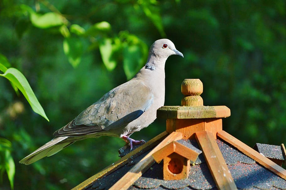 dove, bird, collared, nature, city pigeon, poultry, wing, foraging, animal themes, animal