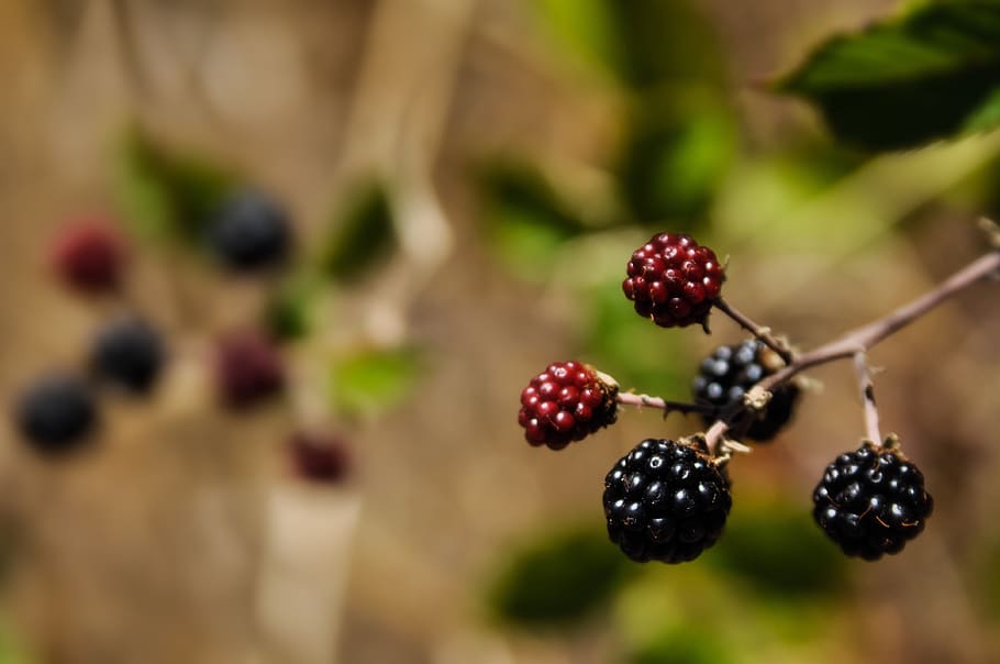 blackberries, red, black, fresh, delicious, summer, blackberry, fruit, berry, food