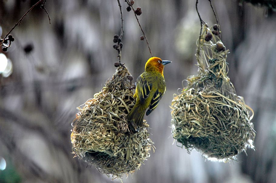selective-focus photoghraphy, green, yellow, bird, birds nests, swallow, nature, animal, wildlife, beak