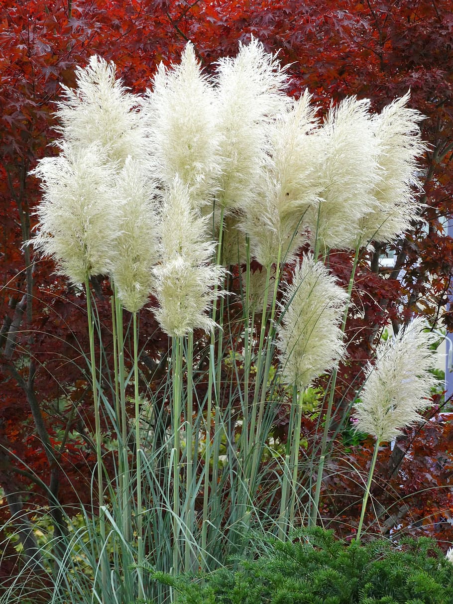 pampas grass, plant, nature, fluffy, airy, grass, growth, beauty in nature, flower, day