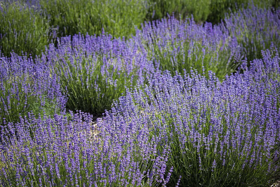 flower, field, lavender, nature, outdoors, herbal, purple, plant, grass, blooming