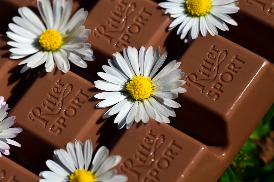 white, daisy flowers, chocolate bar, Chocolate, Benefit, Delicious, benefit from, nibble, sweet, gift