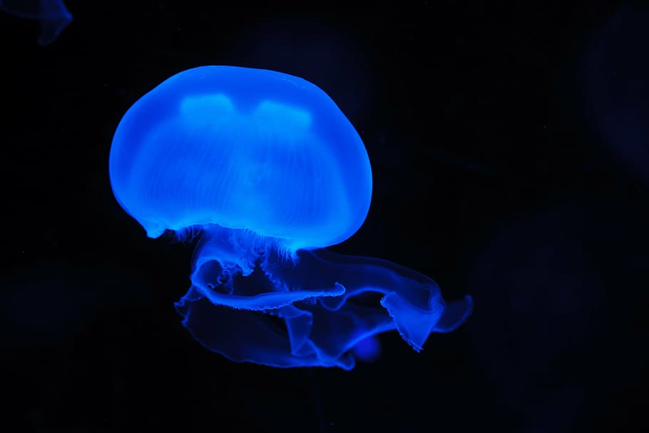 jellyfish photo, animal, blue, creature, danger, dark, deep, fish, float, glow