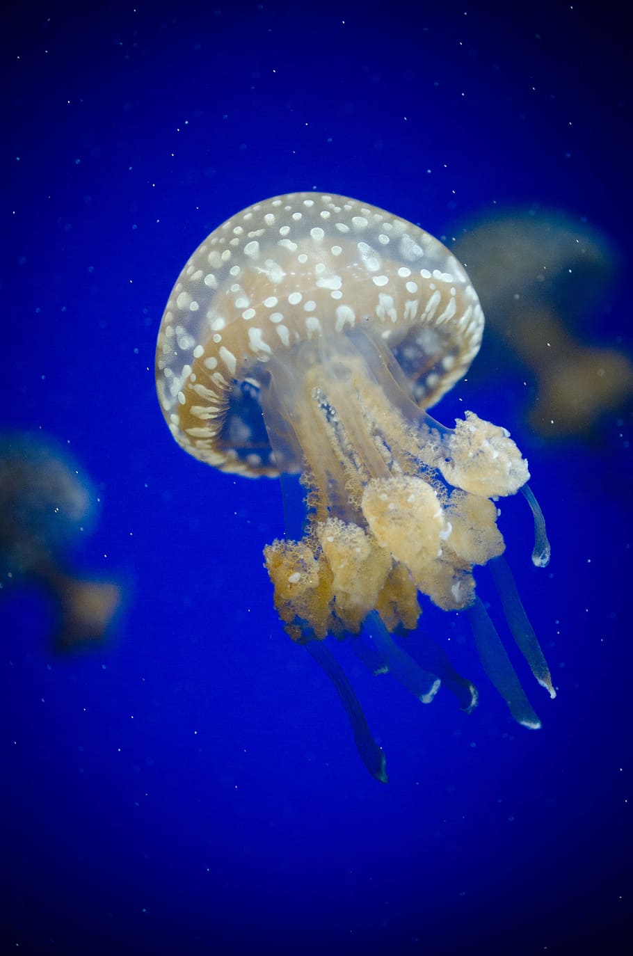 medusas blancas bajo el agua, acuario, acuático, profundo, buceo, peces, invertebrados, medusas, marinos, vida marina