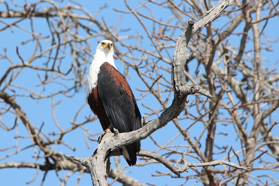 fish eagle, bird, eagle, wildlife, african, photography, animals in the wild, perching, branch, animal themes