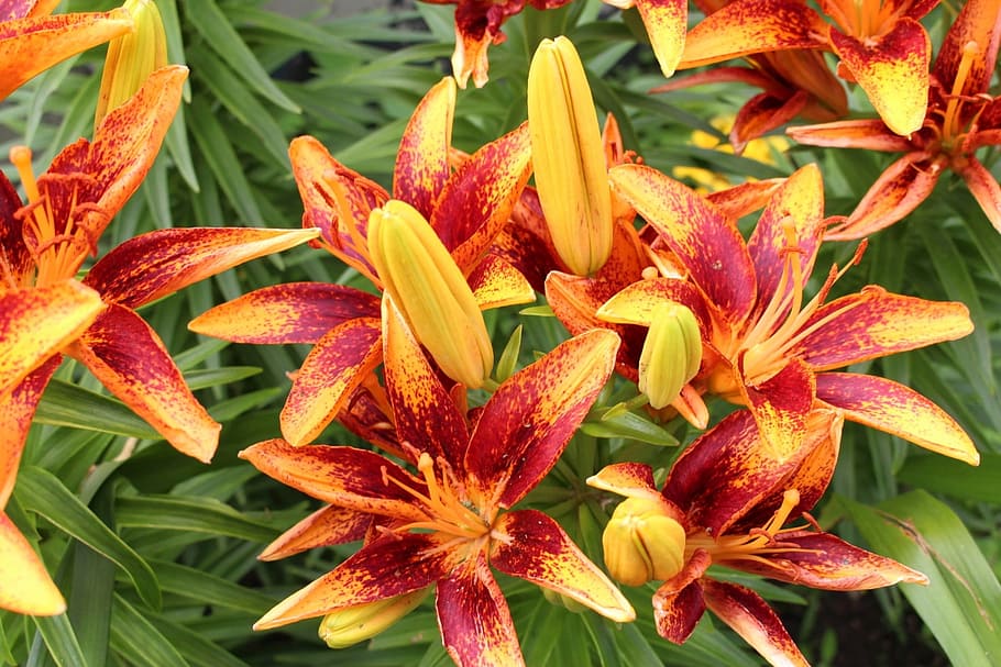 flowers, day lilies, flowering plants, two-tone, garden, summer, nature, closeup, plant, beauty in nature