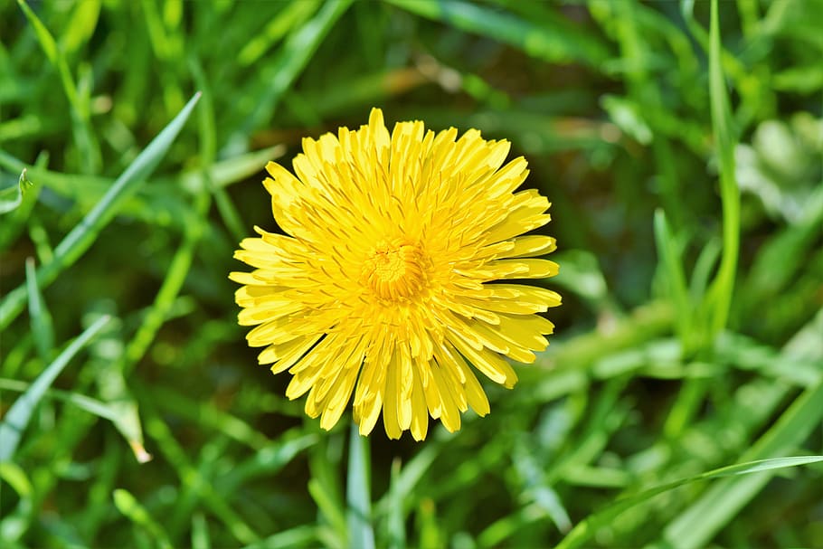 selective, focus photography, yellow, petaled flower, dandelion flower, dandelion, flower, pointed flower, blossom, bloom