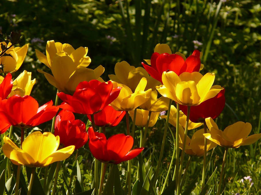 tulipanes, rojo, amarillo, luz de fondo, hermosa, tulpenbluete, flores, colorido, color, primavera