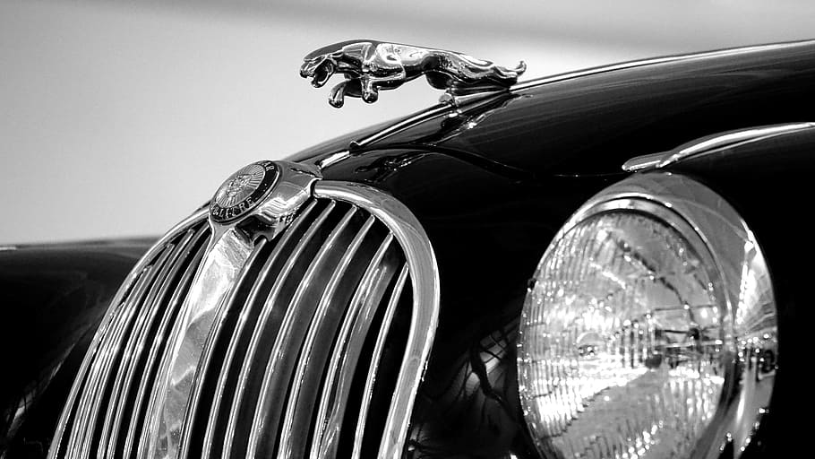 Fotografía de primer plano, vehículo jaguar, coche, jaguar, clásico, auto, vehículo, estilo, retro, transporte