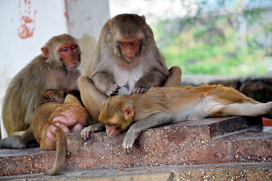 monkeys, care, baby, animal, mother, love, wild, mom, ape, mammal