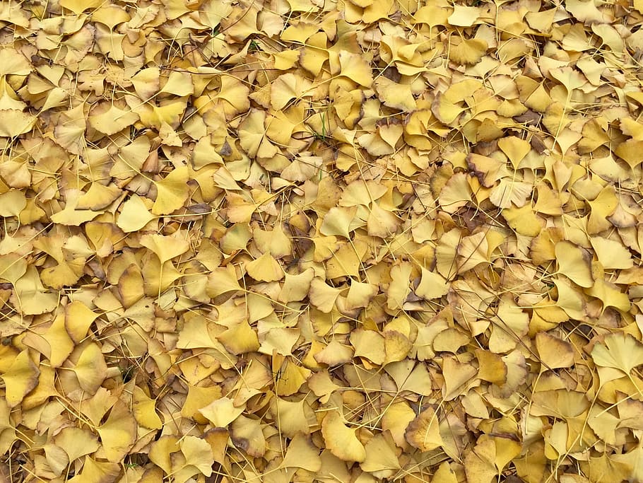 Daun, Kuning, Musim Gugur, Tekstur, pola, lantai, latar belakang, sama, alam, daun gugur
