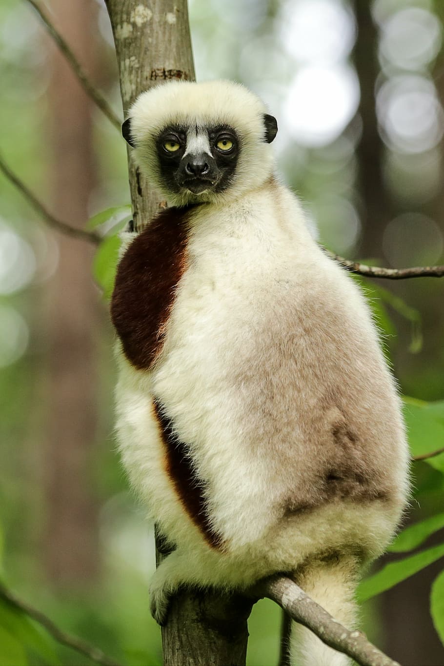coquerel's sifaka, propithecus coquereli, sifaka, duke lemur center, durham nc, one animal, lemur, animal wildlife, animal, tree