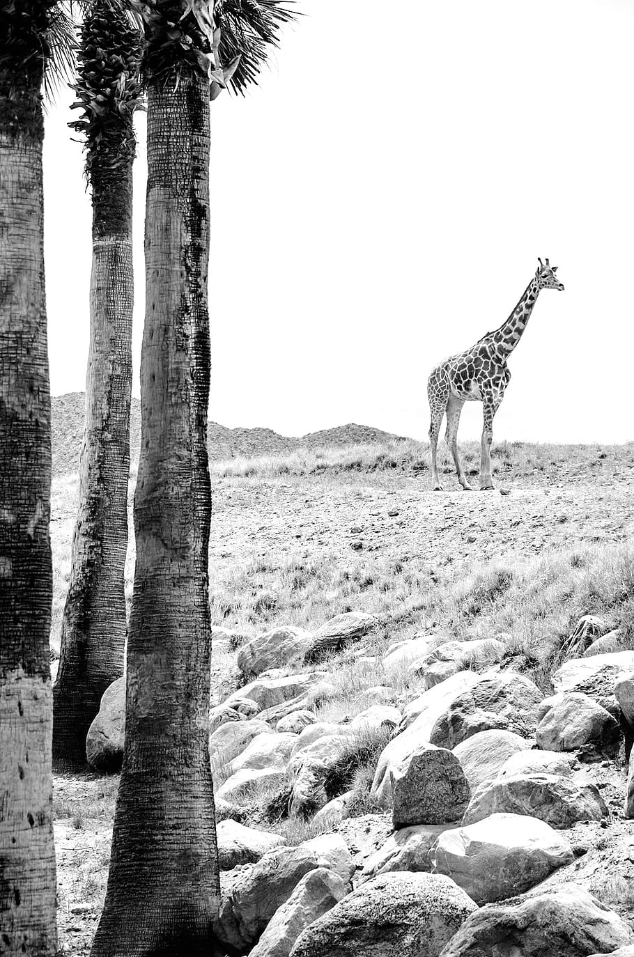 grayscale photography, giraffe, animal, wildlife, wild, nature, africa, cute, mammal, pattern