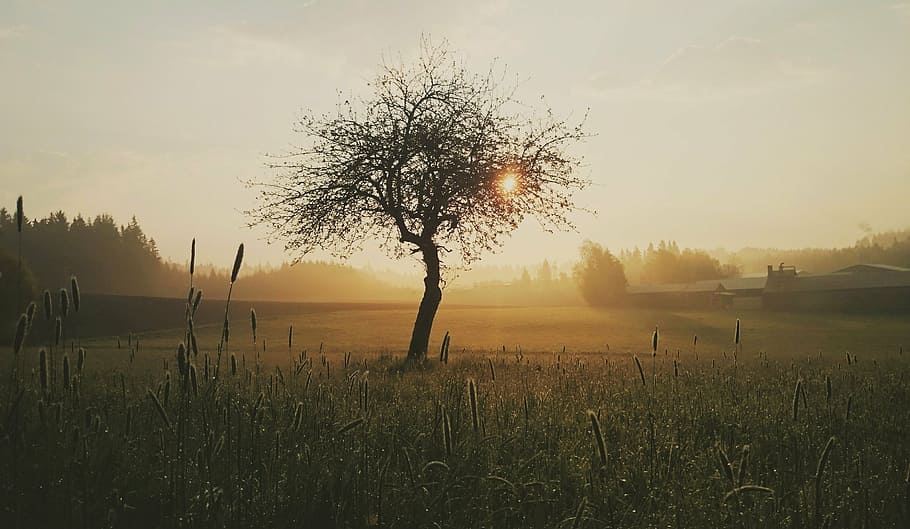 Foto, árbol, envolvente, gris, durante el día, mañana, naturaleza, amanecer, estado de ánimo, sol