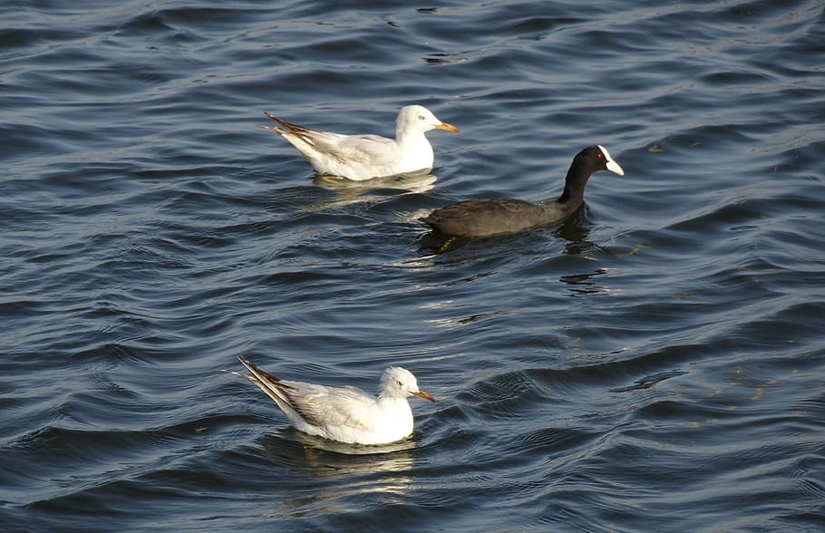 gull, bird, slender-billed gull, chroicocephalus genei, mid-sized, migratory, water, coot, wildlife, nature