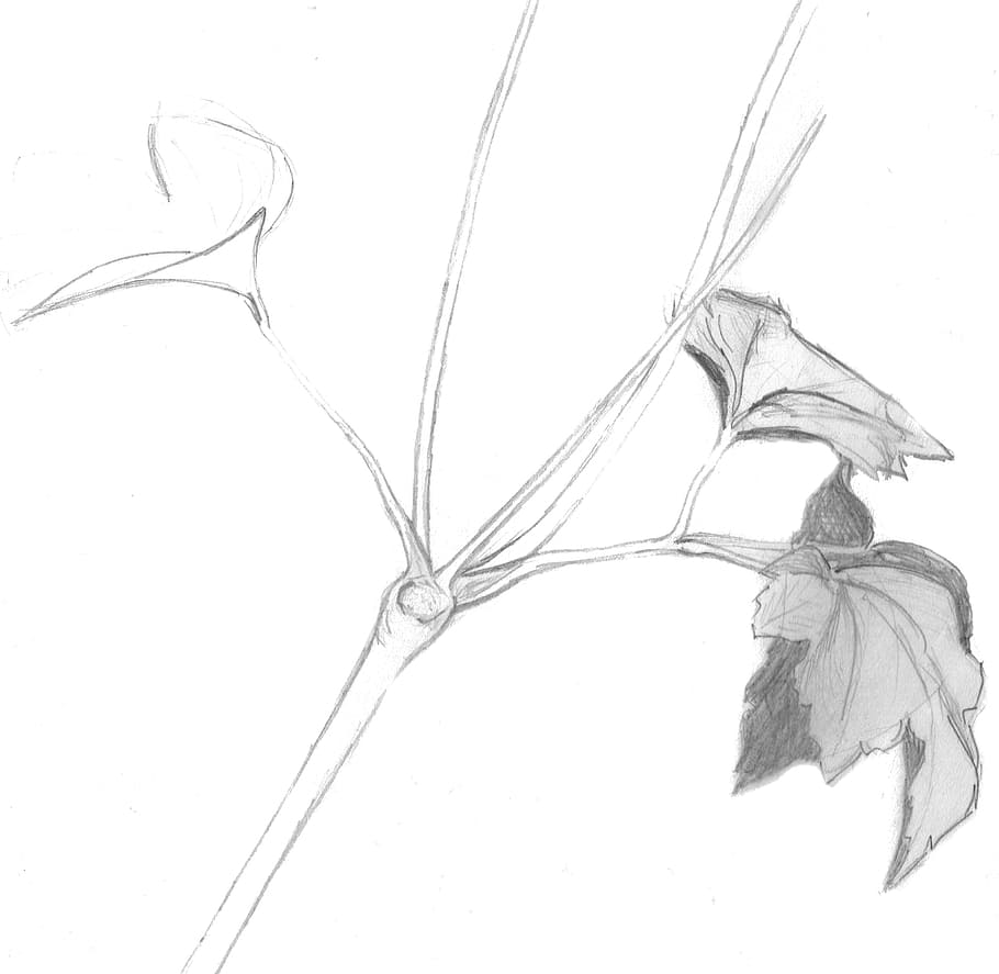 Plant, Leaves, Leaf, Nature, Sketch, plant, leaves, drawing, pencil drawing, black and white, hand drawn sketch