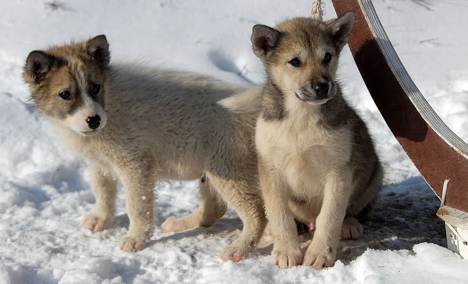 two, short-coated, white, brown, puppies, greenland dog, dog, puppy, greenland, cold temperature