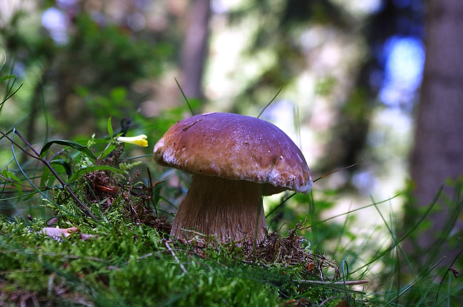 cep, mushroom, forest floor, eat, autumn, forest, nature, mushroom picking, noble rot, edible