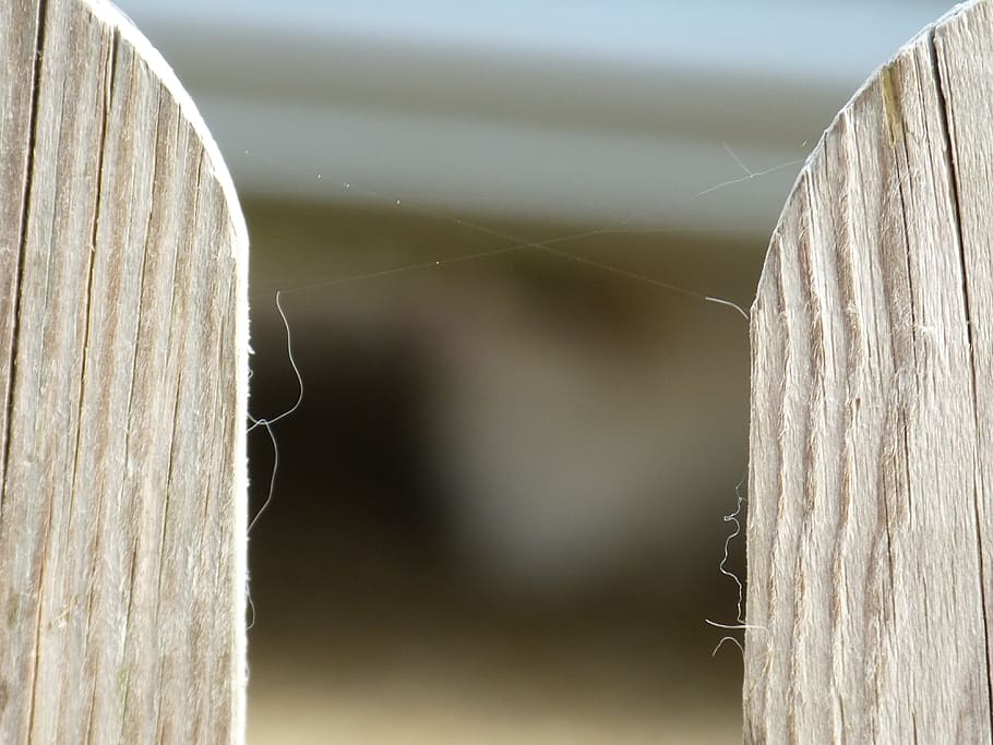 wooden fences, palisade, garden, close-up, spider web, nature, day, focus on foreground, wood - material, outdoors