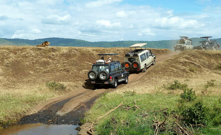 two, white, black, cars, road, brown, grass field, safari, wildlife watching, jeep