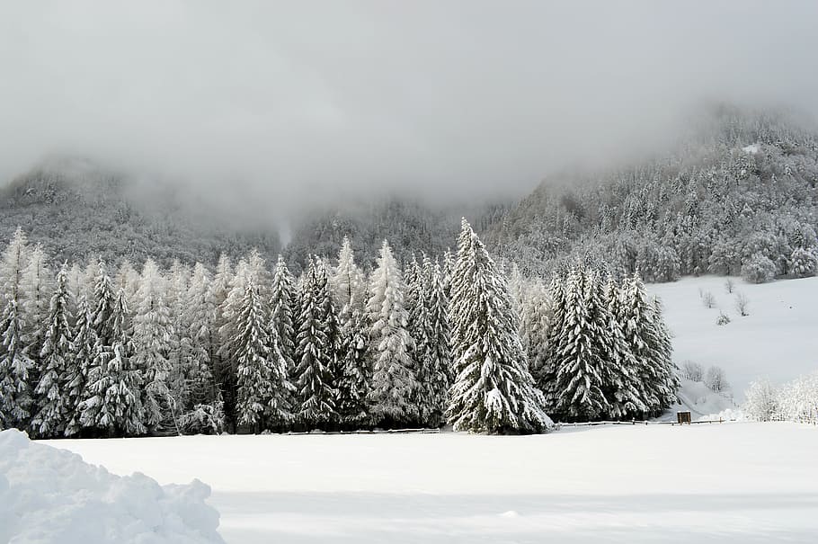 snow-covered, pin trees photography, daytime, winter, scene, mountain, wonderland, forest, cold, outdoor