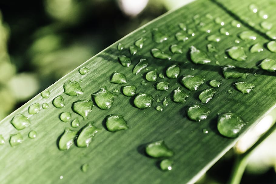 leaf, drop, rain, rainfall, relax, meditation, green, nature, plant, water