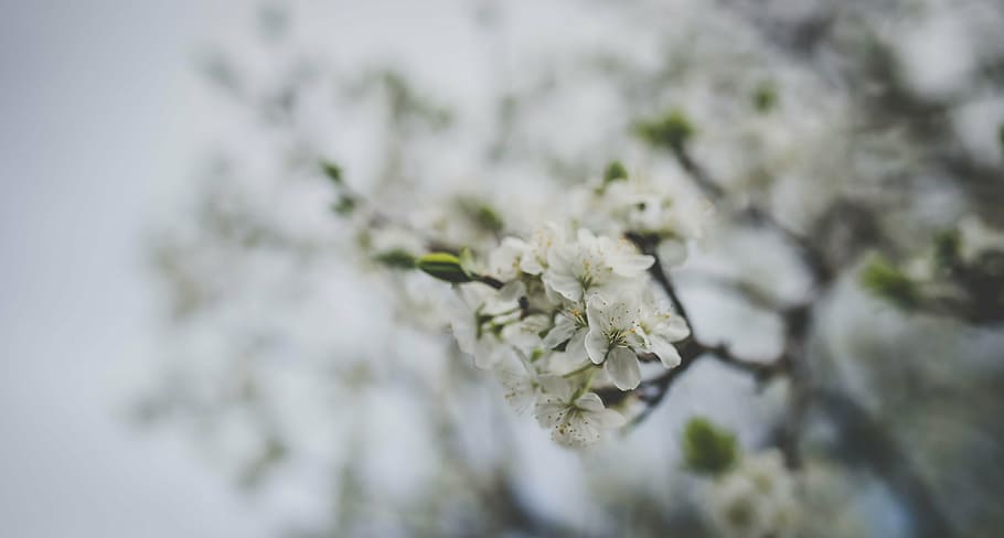 selektif, foto fokus, putih, ceri, bunga, berkembang, alam, tanaman, blur, pohon