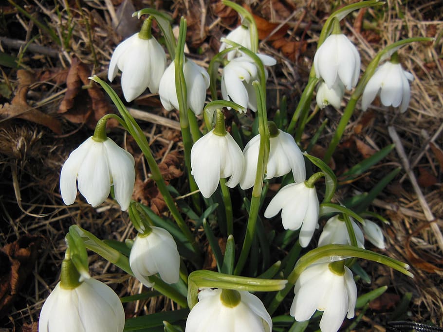 plants, flowers, early spring, snowdrop, white, green, nature, close-up, vulnerability, white color