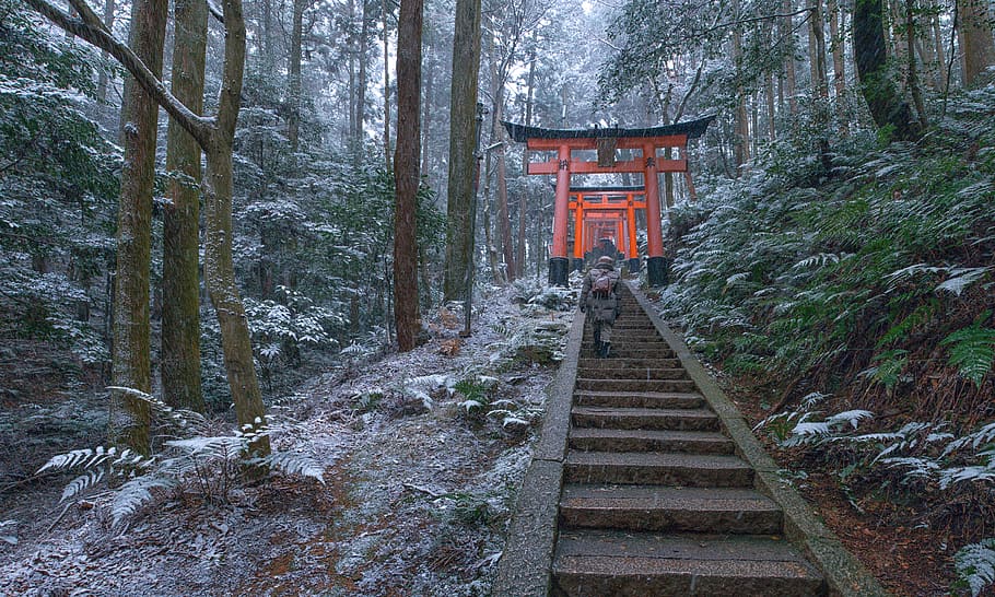 paisagem, queda de neve, santuário de fushimi inari-taisha, dia de ano novo, visita, floresta, religião, kyoto, japão, árvore