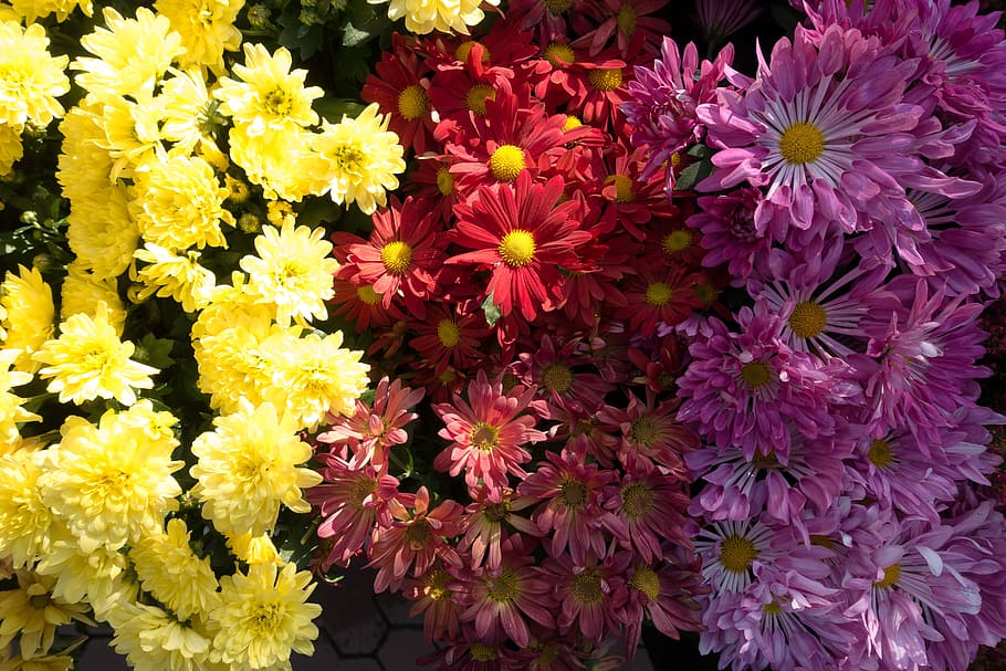 aster, genus, the asteraceae family, asteraceae, flora, flowering plant, nature, yellow, red, violet