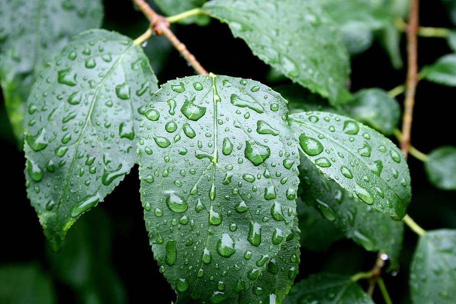 Water, Drops, Leaves, waterdrops, water drops, rain, green, morning, wet, close-up