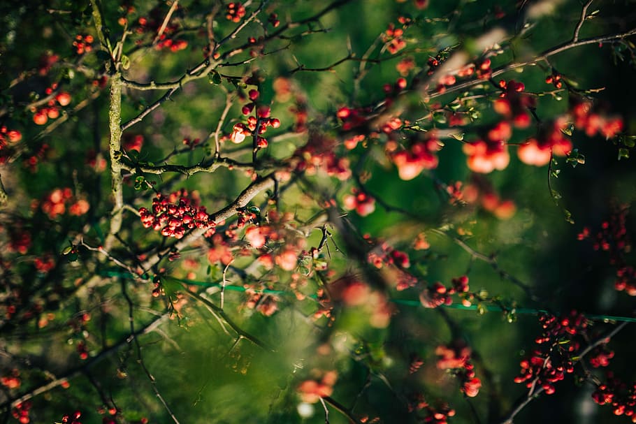 red, rowan, branches, closeup, flowers, flora, fruit, nature, leaves, trees