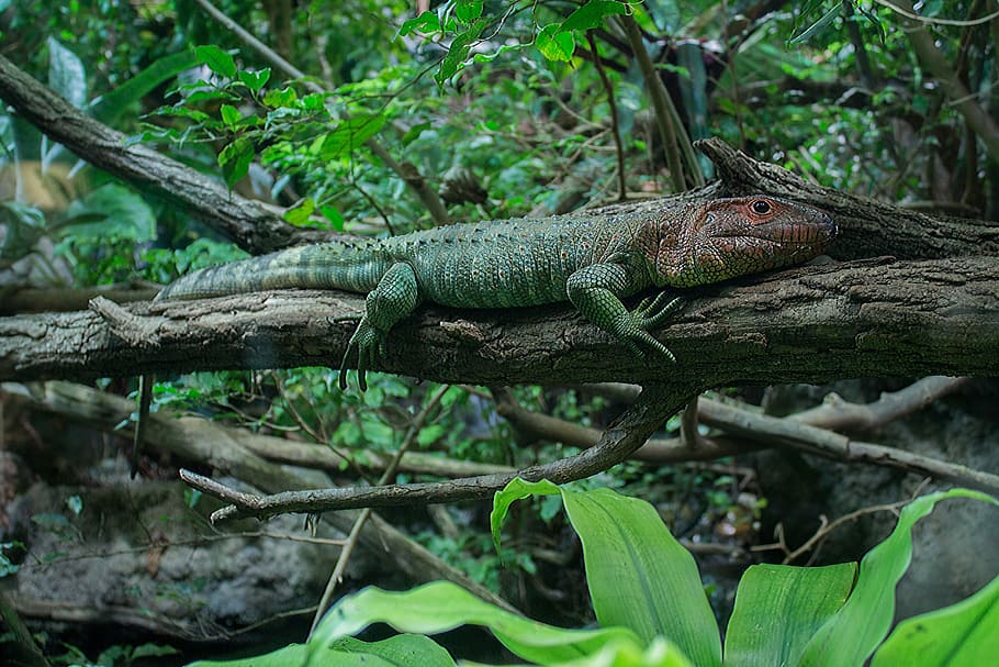 Northern Caiman Lizard, Animal, lizard, teiidae, creature, reptile, forest, nature, animal world, animal wildlife