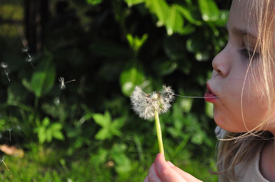 blowing, dandelion, flower, child, young, girl, one person, women, human body part, plant