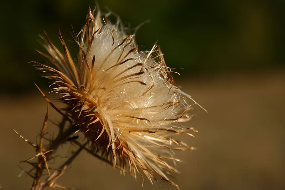 thistle, dry, autumn, spike, fall, wildflower, macro, vulnerability, fragility, close-up
